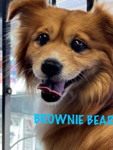 BROWNIE BEAR