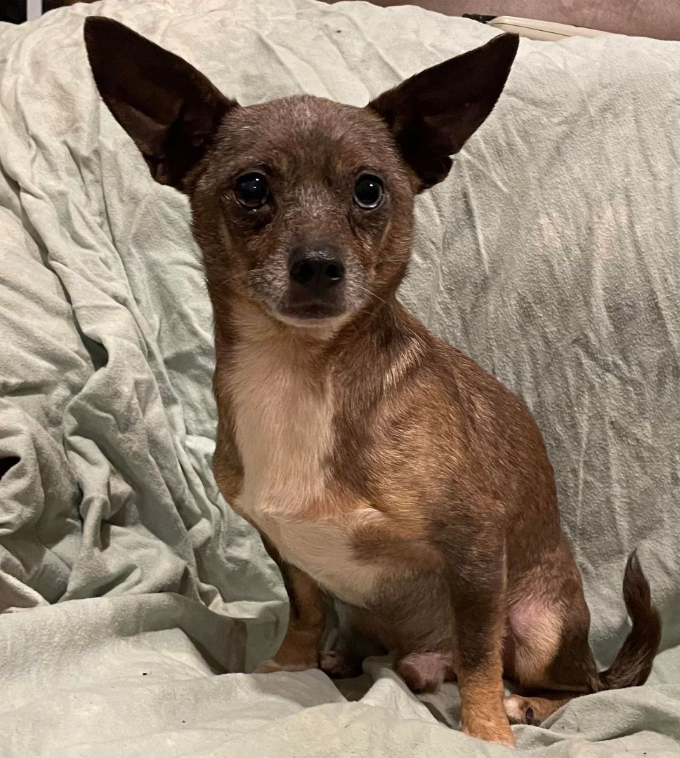 Silas , an adoptable Chihuahua in Ocean Springs, MS, 39564 | Photo Image 1