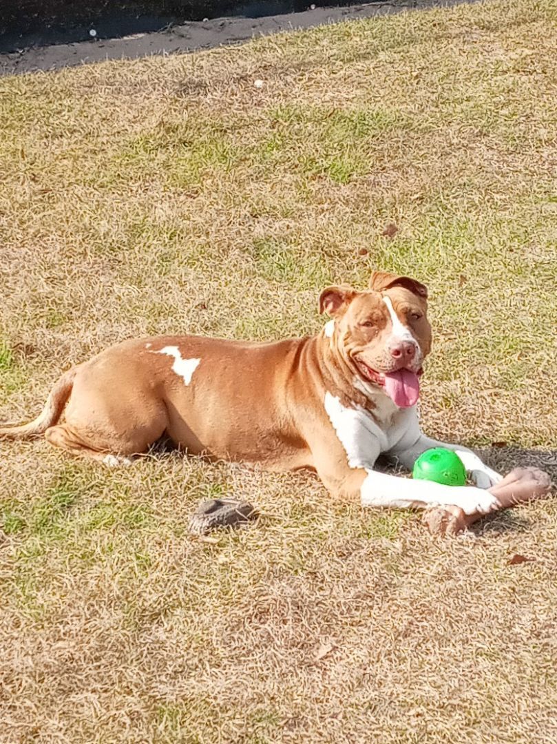 Ginger, an adoptable Pit Bull Terrier in BREWTON, AL, 36426 | Photo Image 2