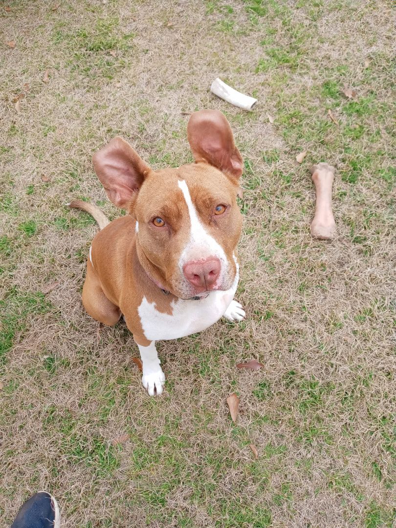 Ginger, an adoptable Pit Bull Terrier in BREWTON, AL, 36426 | Photo Image 4
