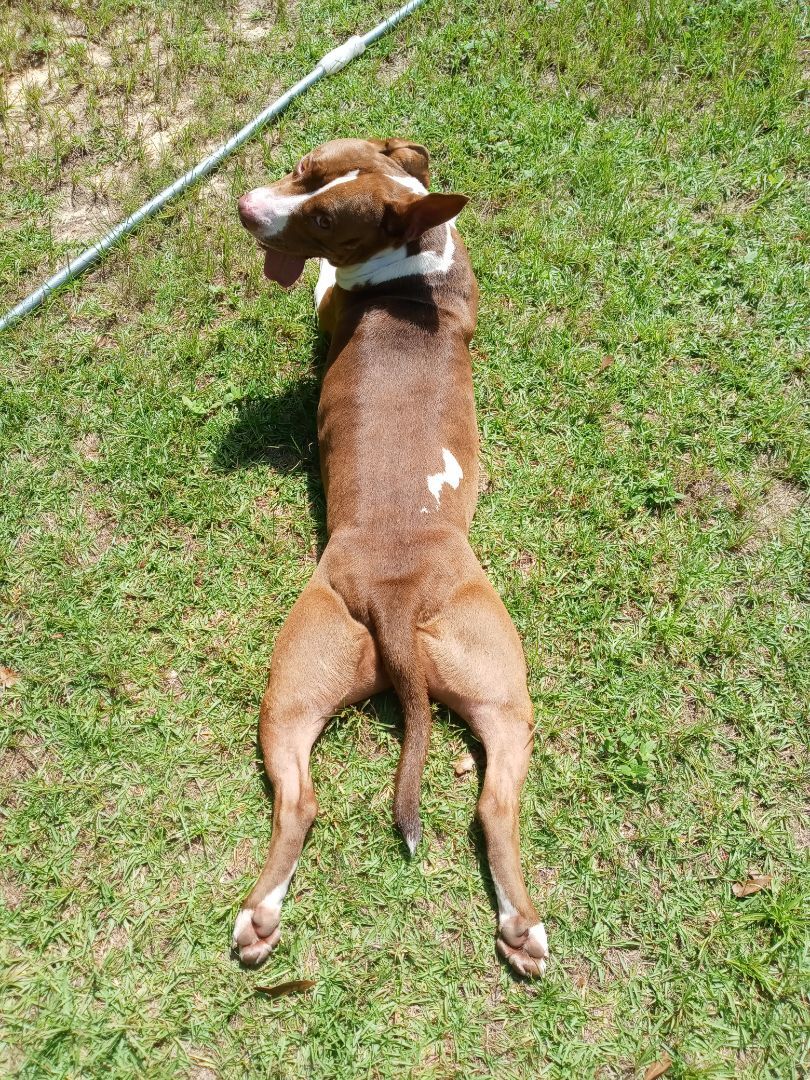 Ginger, an adoptable Pit Bull Terrier in BREWTON, AL, 36426 | Photo Image 1