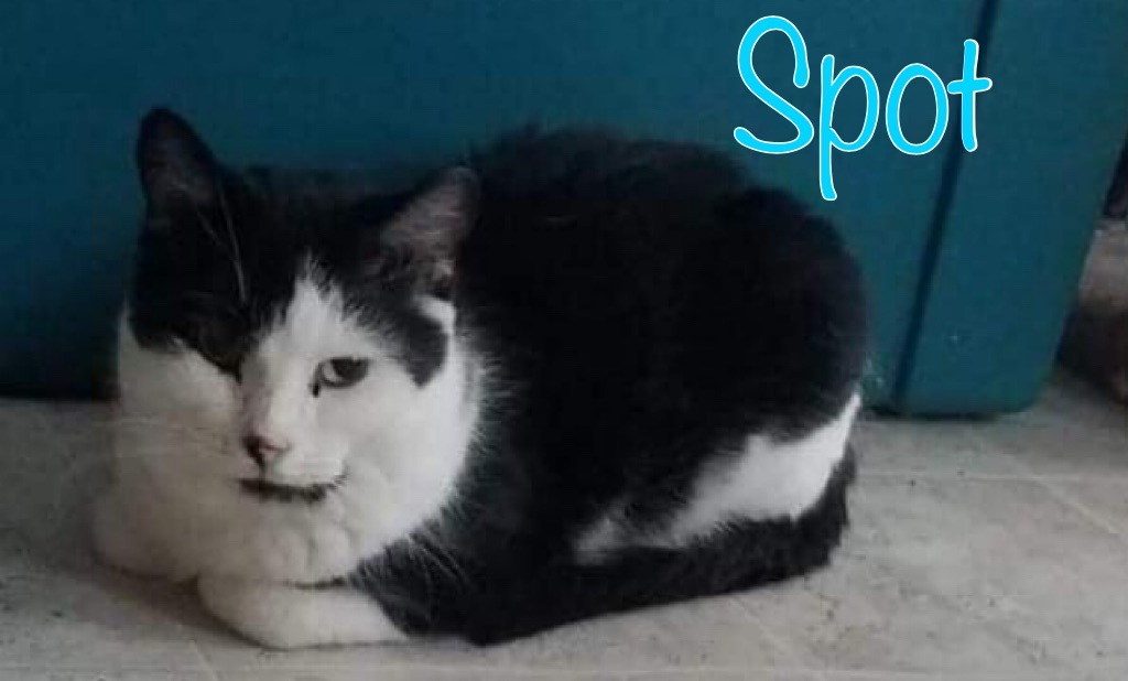 Spot, an adoptable Domestic Short Hair in Little Falls, NY, 13365 | Photo Image 1