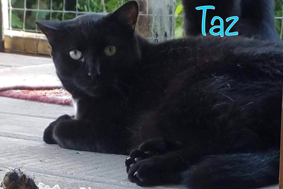 Taz, an adoptable Domestic Short Hair in Little Falls, NY, 13365 | Photo Image 1