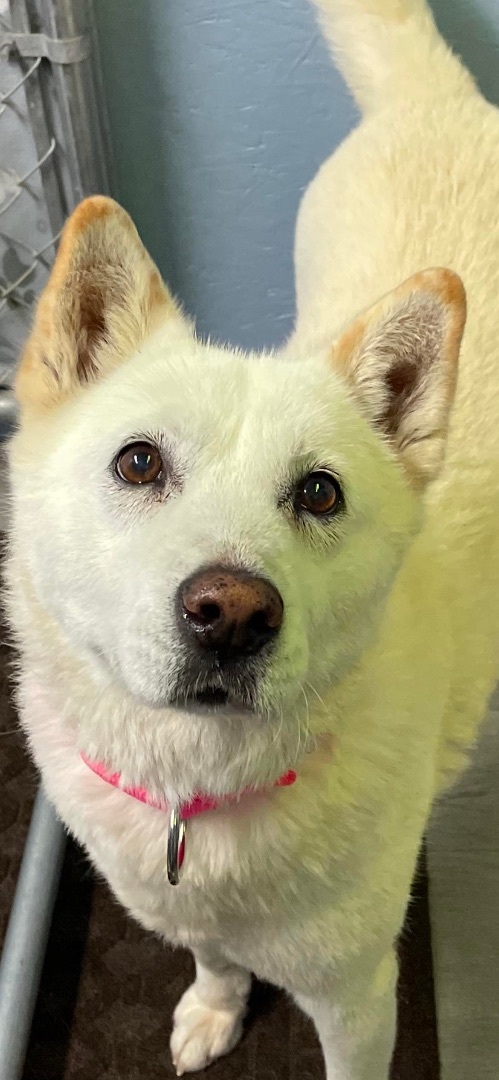 Bear FOREVER FOSTER NEEDED!, an adopted Jindo in Minden, NV_image-1