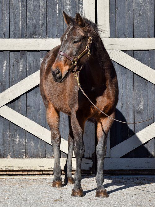 Betroff Tough, an adopted Thoroughbred in Nicholasville, KY_image-3