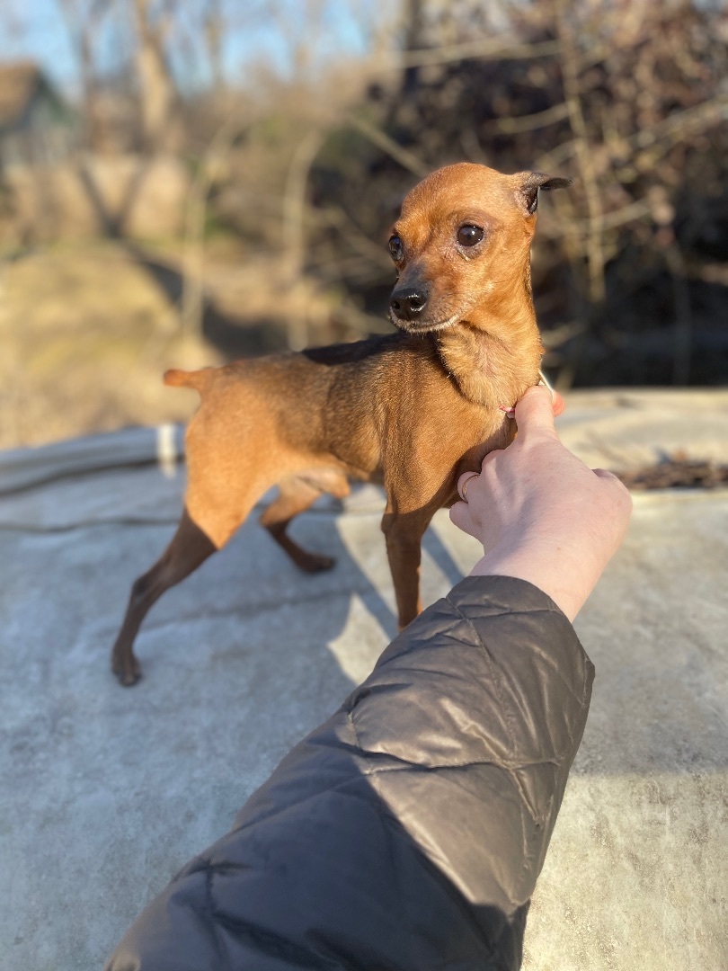 Min pins for hot sale adoption near me