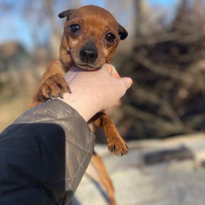 Miniature pinscher best sale adoption near me