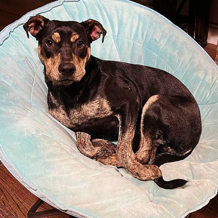 Lainey, an adoptable Terrier & Rottweiler Mix in Oklahoma City, OK_image-4