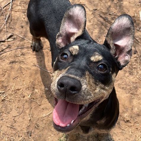 Lainey, an adoptable Terrier & Rottweiler Mix in Oklahoma City, OK_image-1