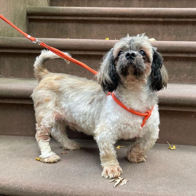 Dog for adoption - Hank, a French Bulldog & Shih Tzu Mix in Oakdale, CA