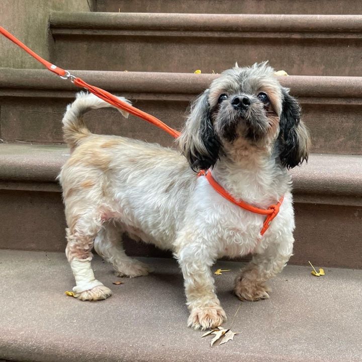 Shih tzu french bulldog sales mix puppies