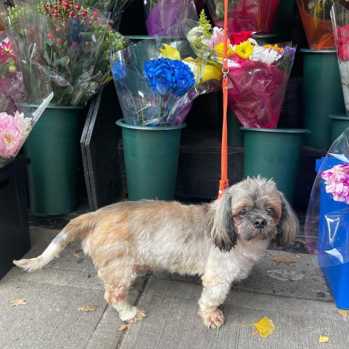 Bulldog mixed with cheap shih tzu