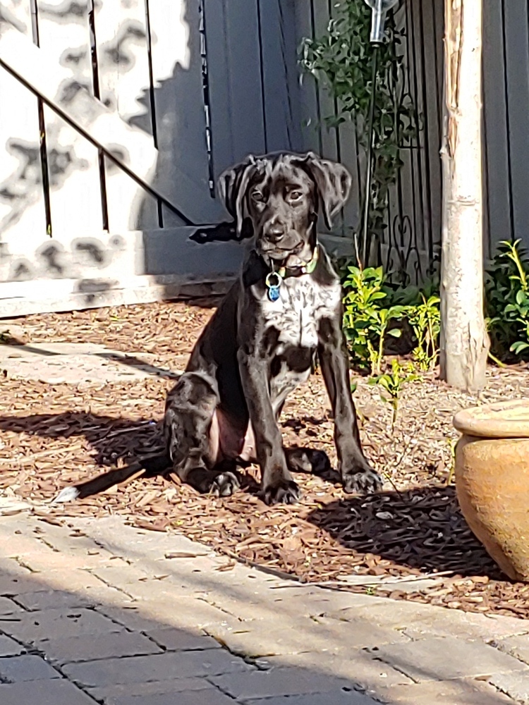 Easter Puppy: Peter Cottontail