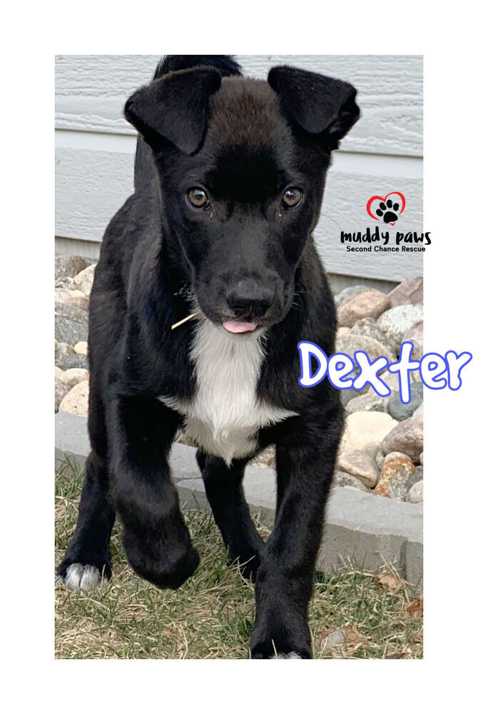 Dexter- no longer accepting applications