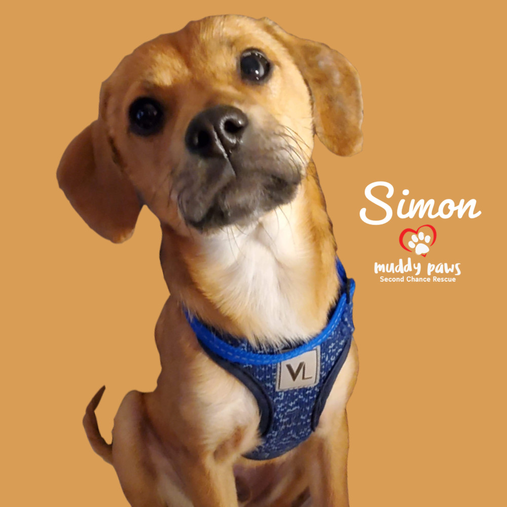 Simon