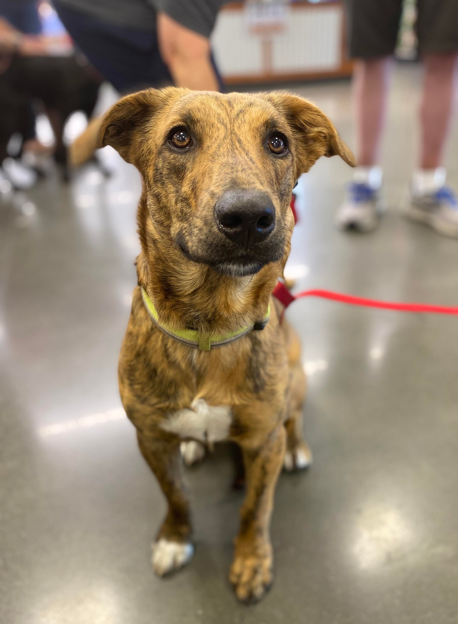 Nuka, an adoptable Chihuahua in West Richland, WA, 99353 | Photo Image 5