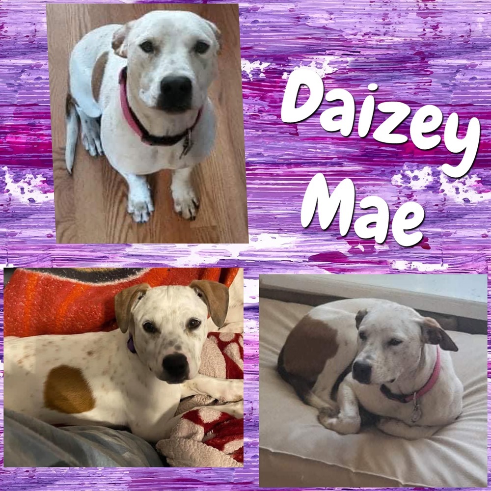 Daizey Mae