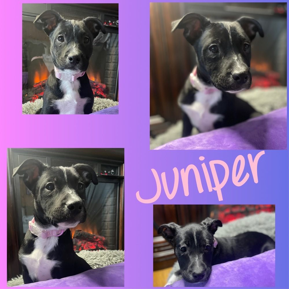 Juniper