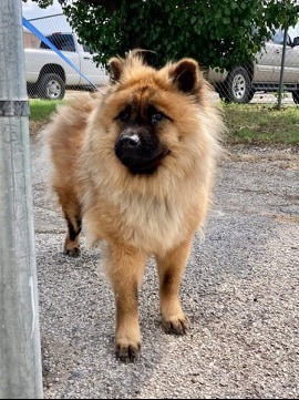 Chucky, an adoptable Chow Chow in San Antonio, TX, 78216 | Photo Image 1