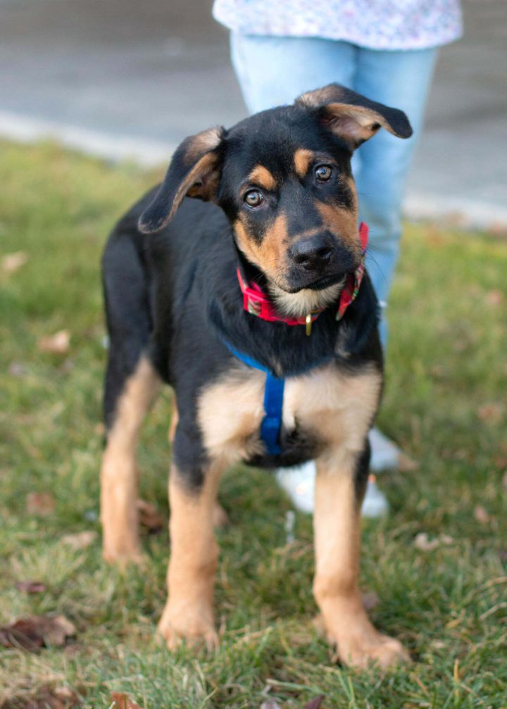 Dog for adoption - Hickory, a Rottweiler & German Shepherd Dog Mix in West  Richland, WA | Petfinder