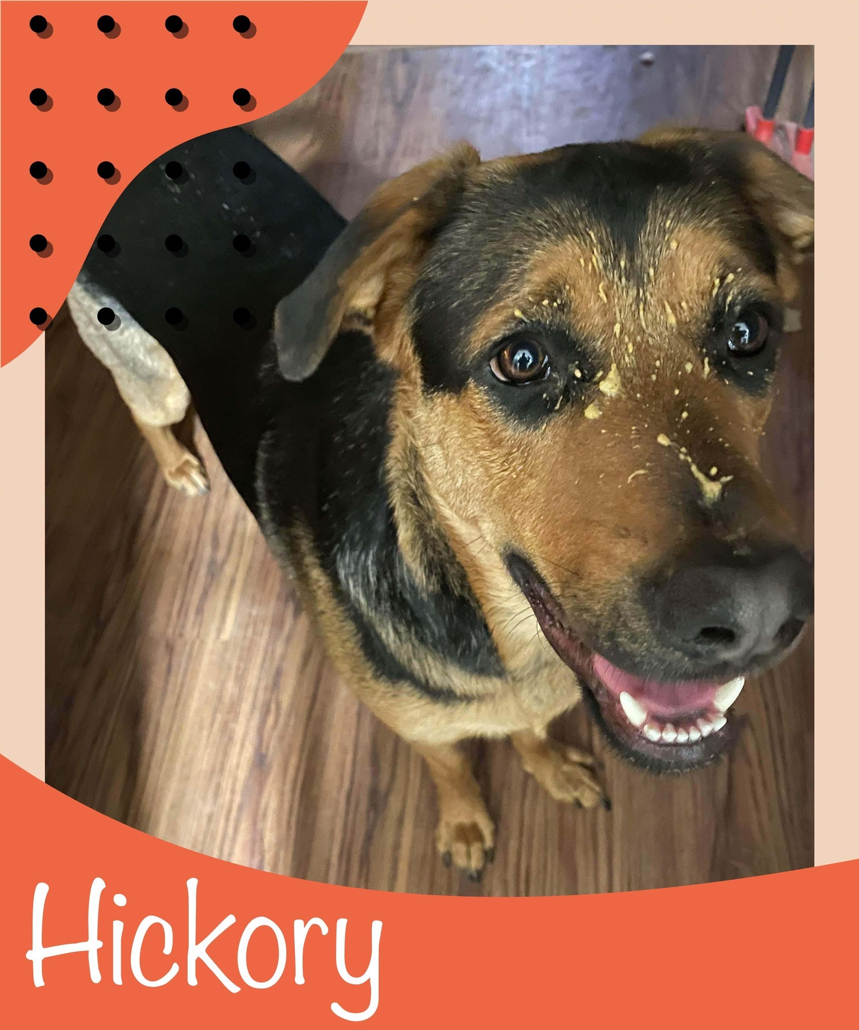 Hickory, an adoptable Rottweiler, German Shepherd Dog in West Richland, WA, 99353 | Photo Image 3