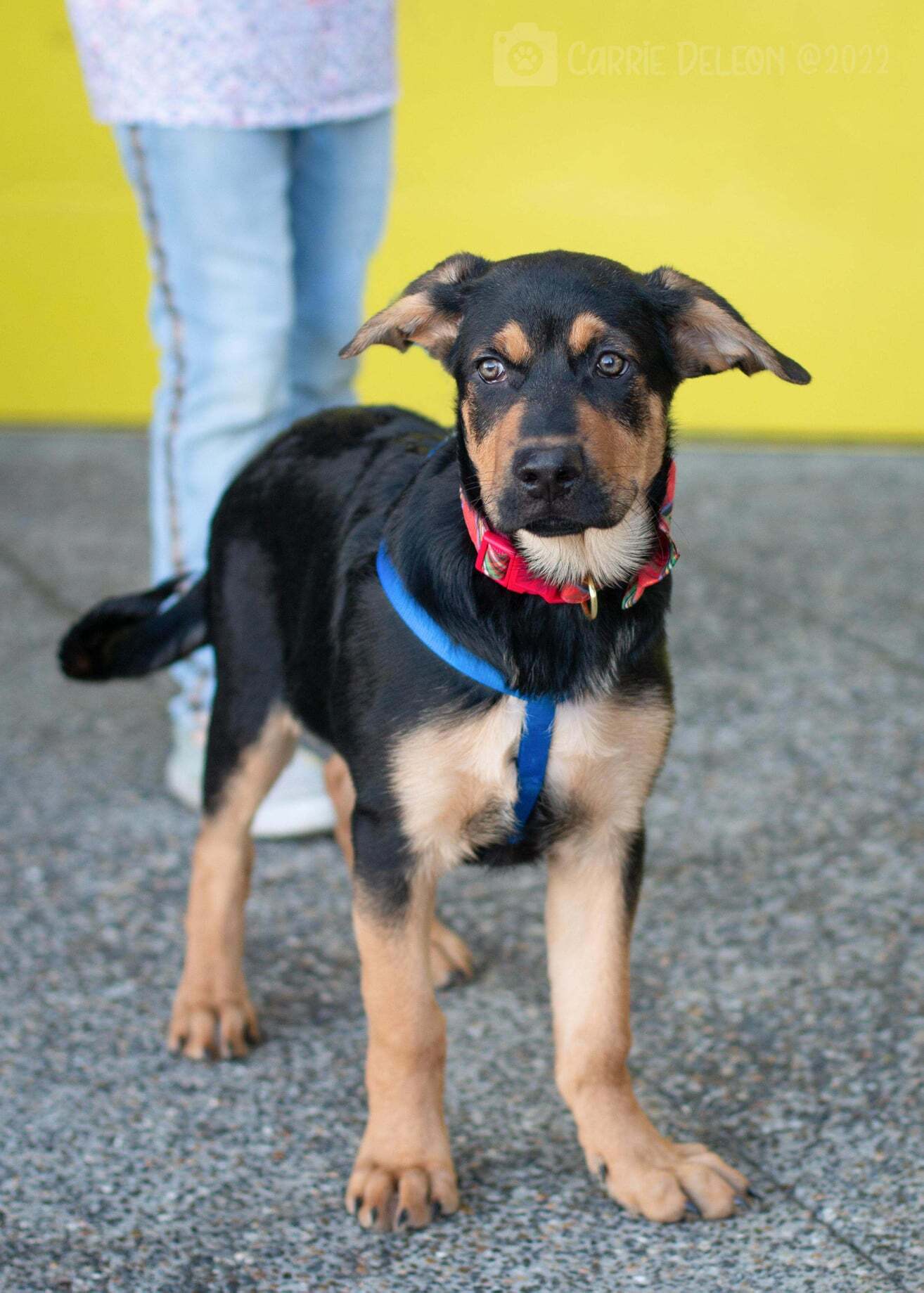 Hickory, an adoptable Rottweiler, German Shepherd Dog in West Richland, WA, 99353 | Photo Image 4