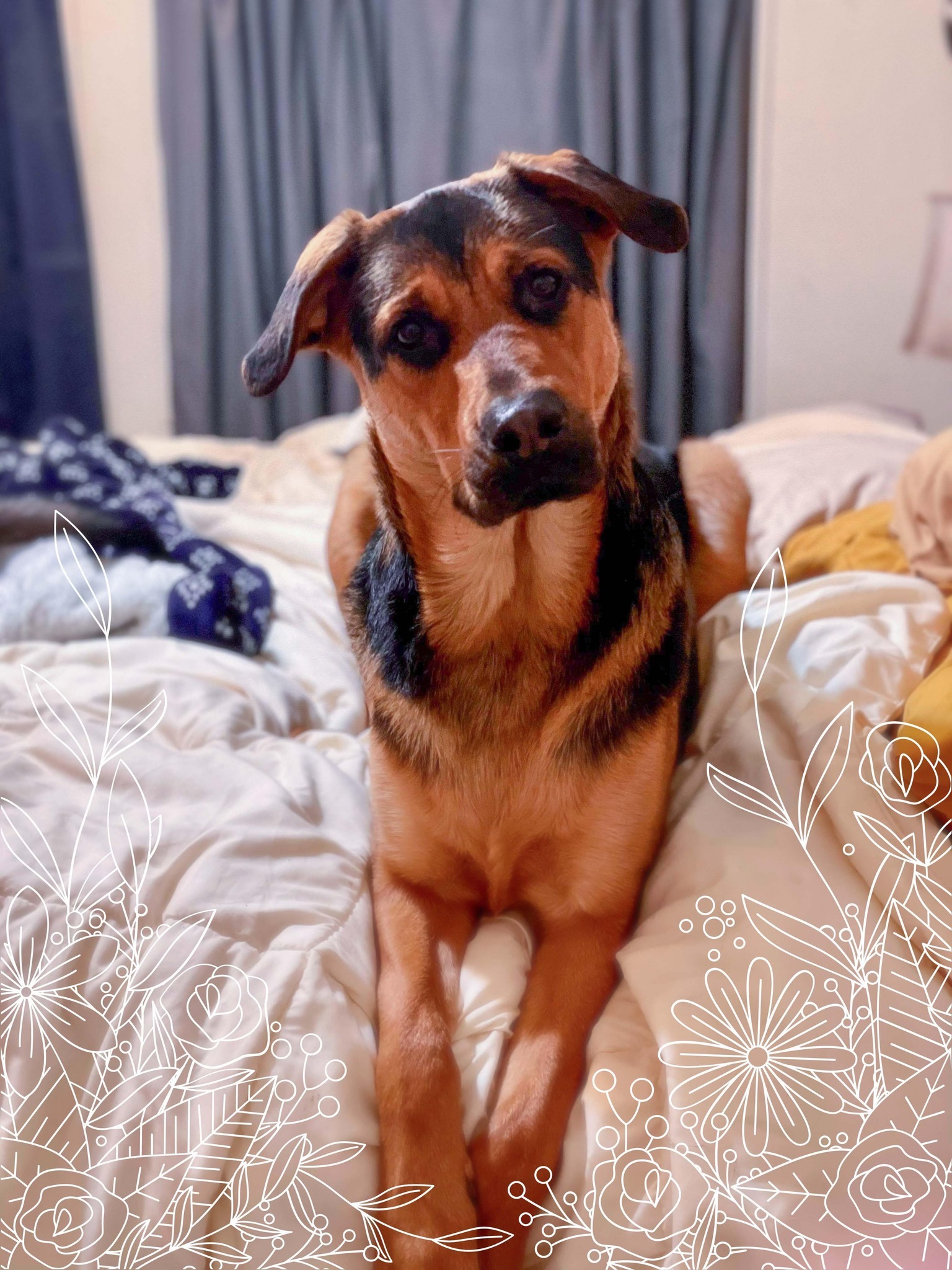 Hickory, an adoptable Rottweiler, German Shepherd Dog in West Richland, WA, 99353 | Photo Image 1