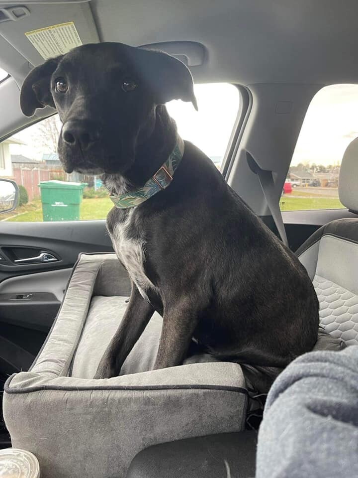 Nova, an adoptable Labrador Retriever in West Richland, WA, 99353 | Photo Image 3
