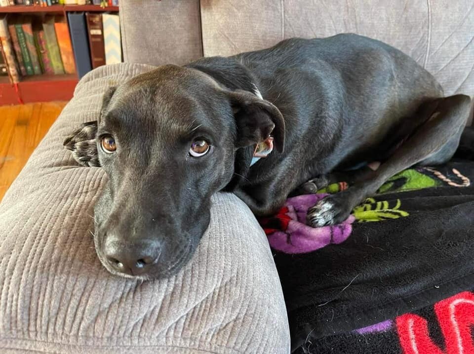 Nova, an adoptable Labrador Retriever in West Richland, WA, 99353 | Photo Image 4
