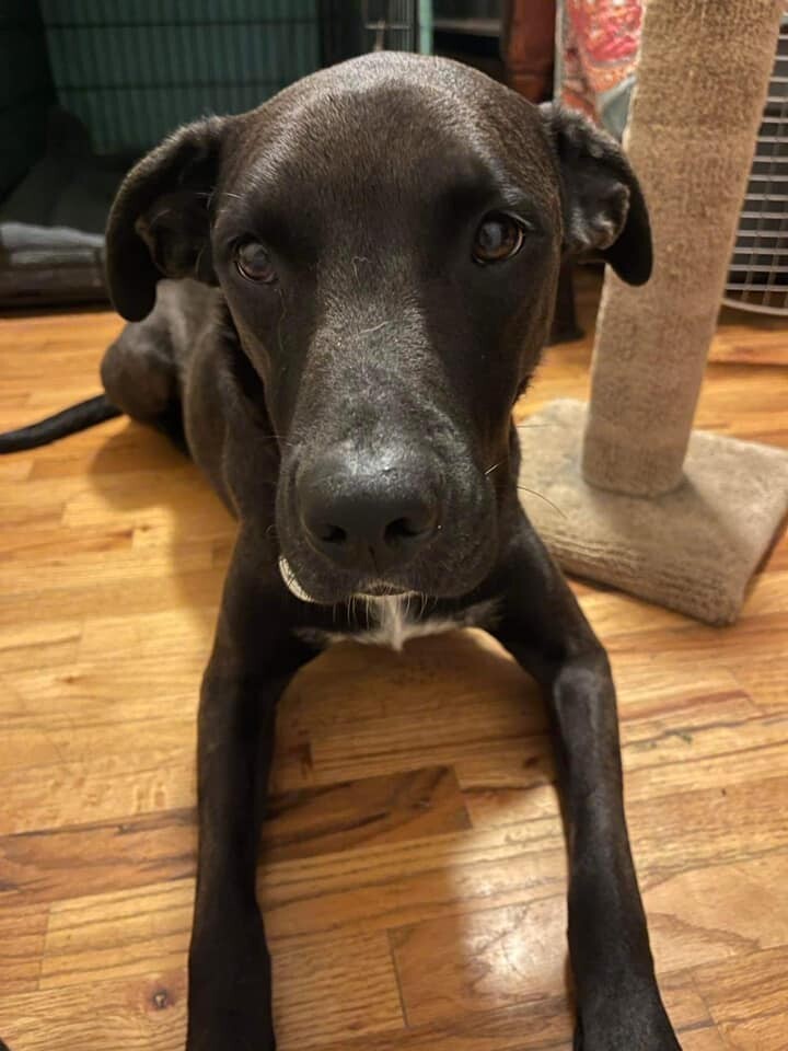 Nova, an adoptable Labrador Retriever in West Richland, WA, 99353 | Photo Image 5