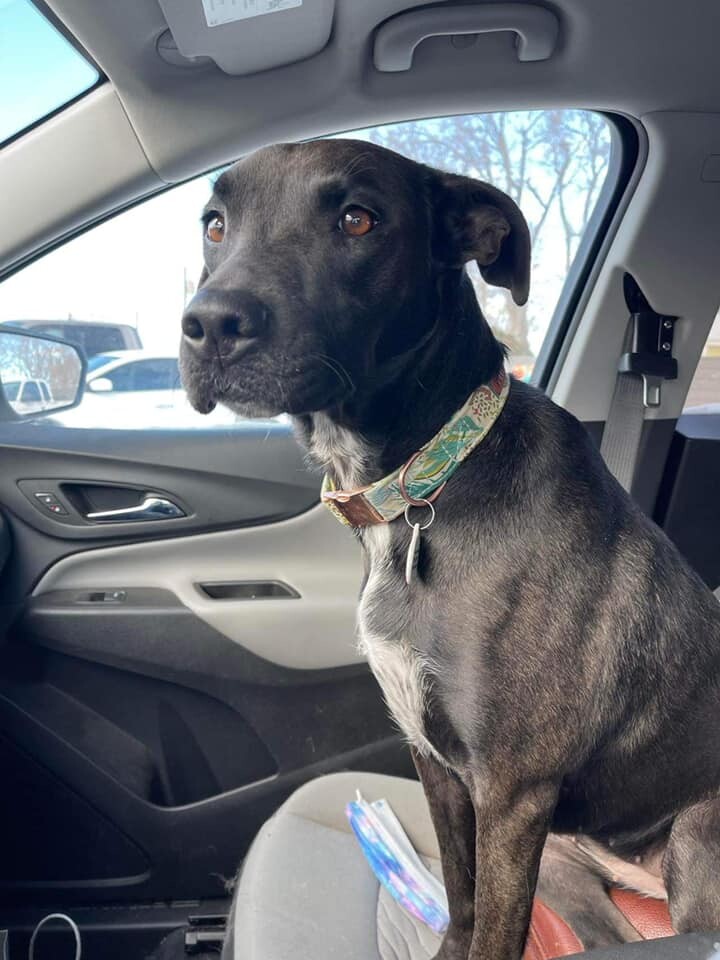 Nova, an adoptable Labrador Retriever in West Richland, WA, 99353 | Photo Image 6