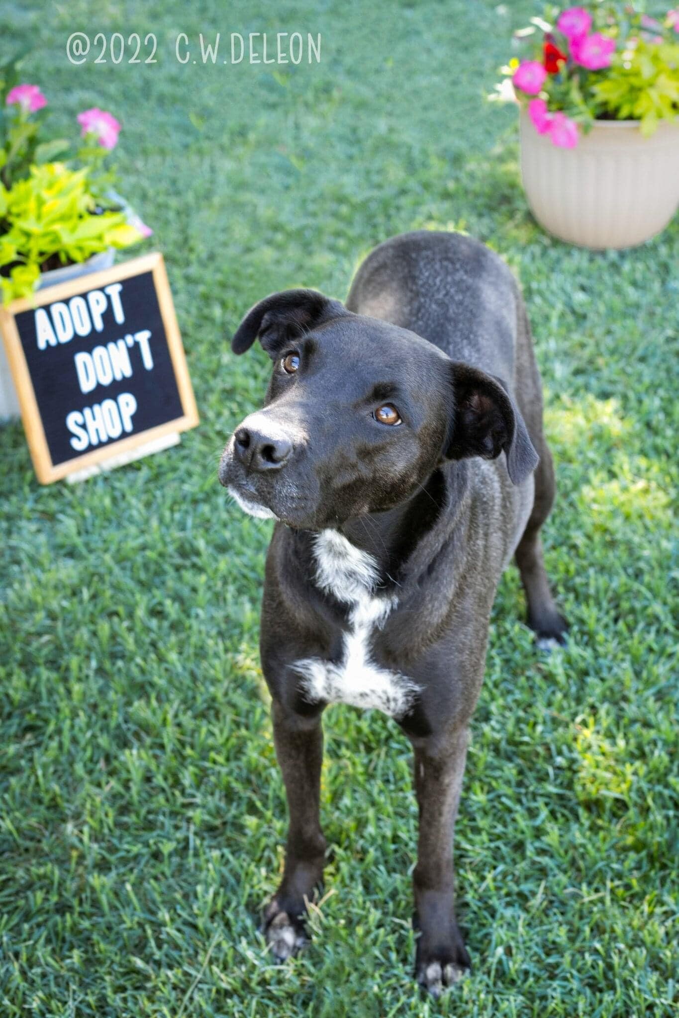 Nova, an adoptable Labrador Retriever in West Richland, WA, 99353 | Photo Image 1