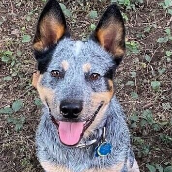 Zeus the Blue Heeler