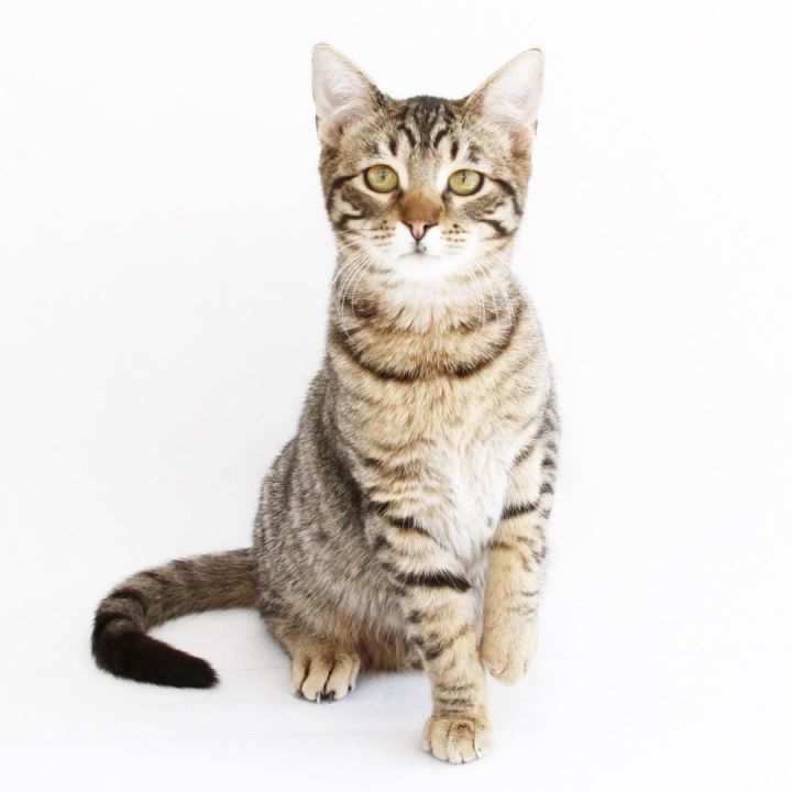 PATRICK, an adoptable Domestic Short Hair in Tyler, TX_image-2