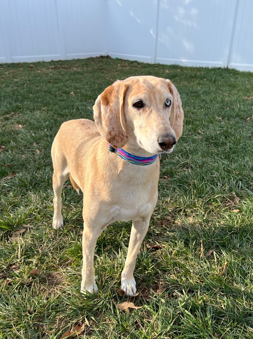 June, an adoptable American Foxhound, Plott Hound in High Ridge, MO, 63049 | Photo Image 1