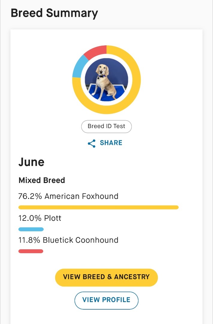 June, an adoptable American Foxhound, Plott Hound in High Ridge, MO, 63049 | Photo Image 3
