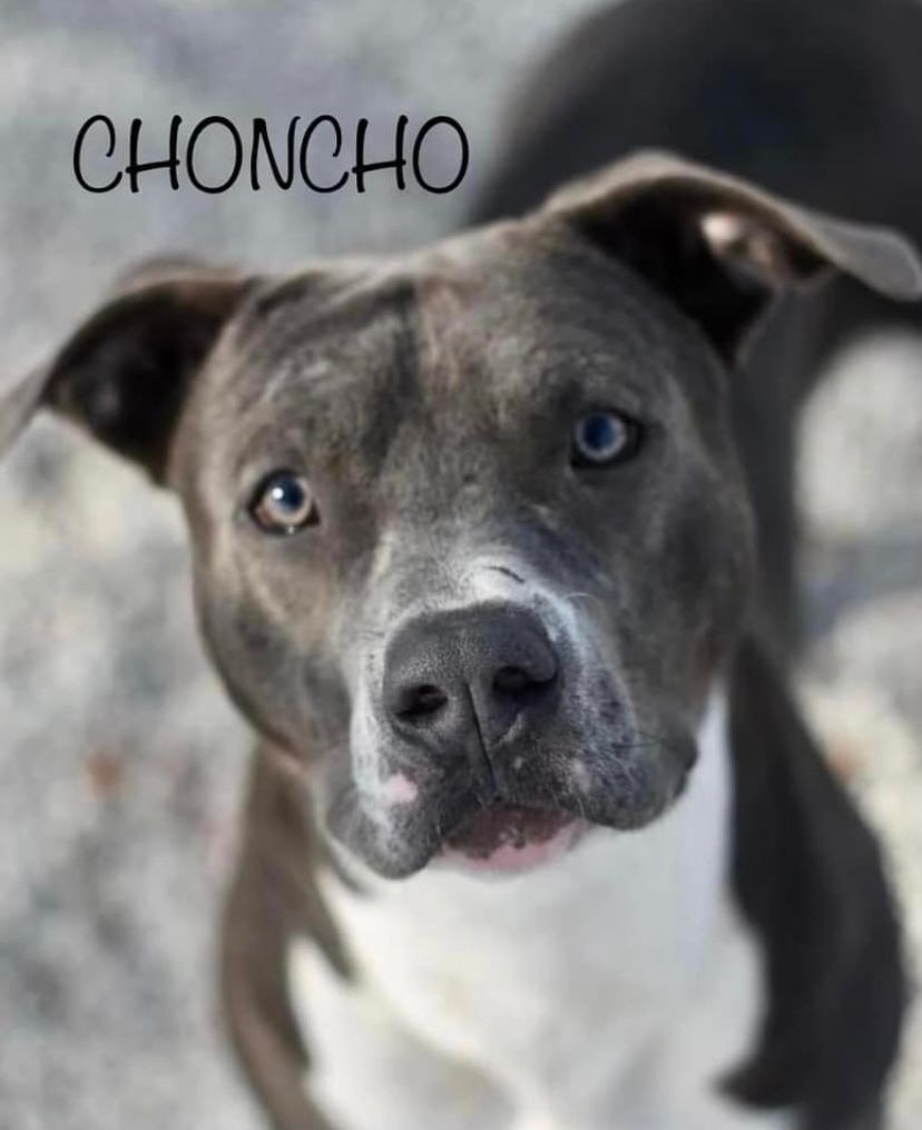 CHONCHO (Rescue Only)