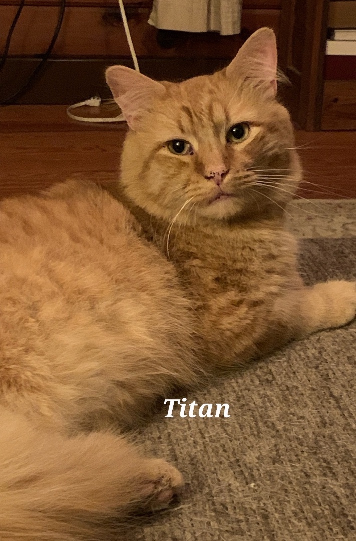 Titan, an adoptable Domestic Long Hair in Norwich, CT, 06360 | Photo Image 1