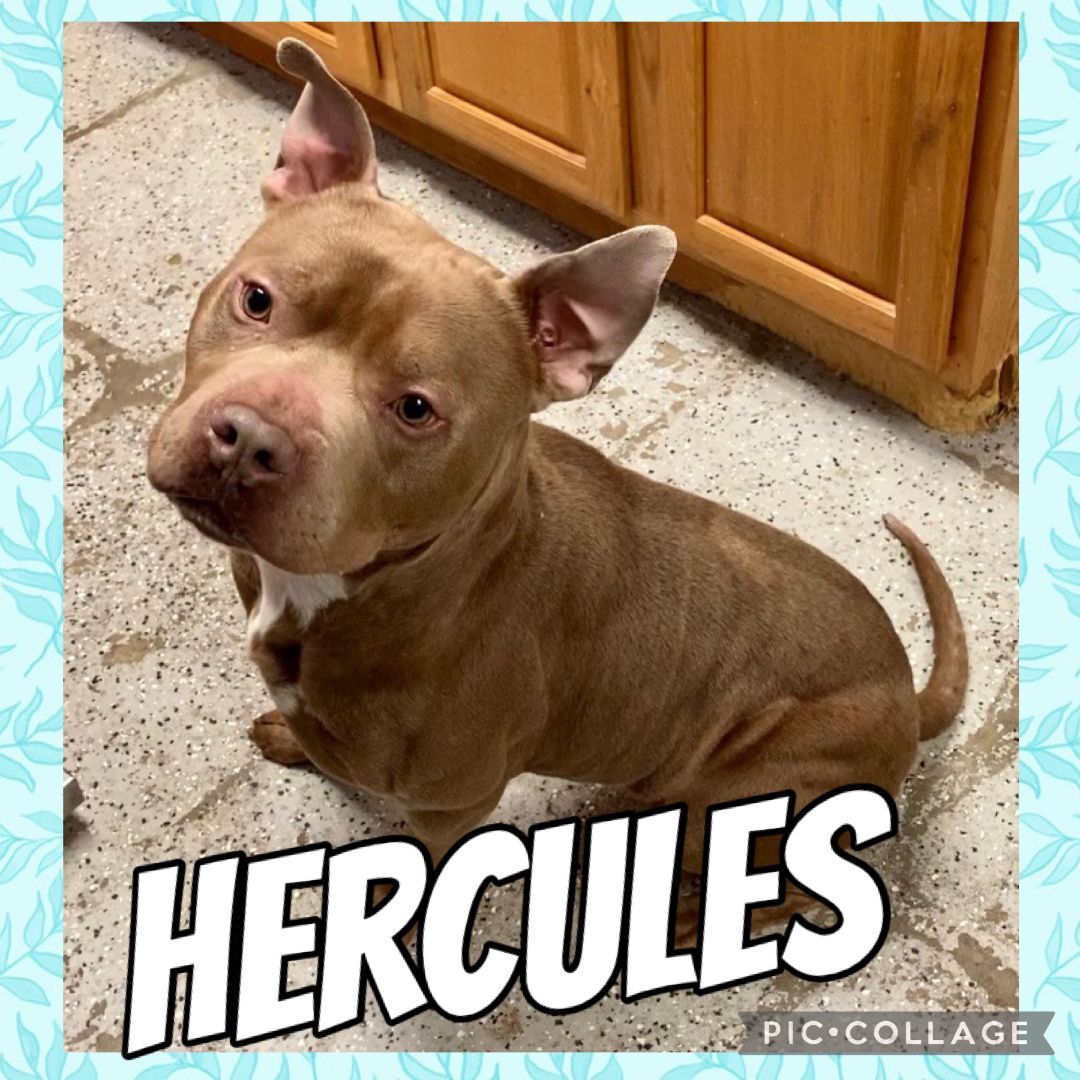 Hercules