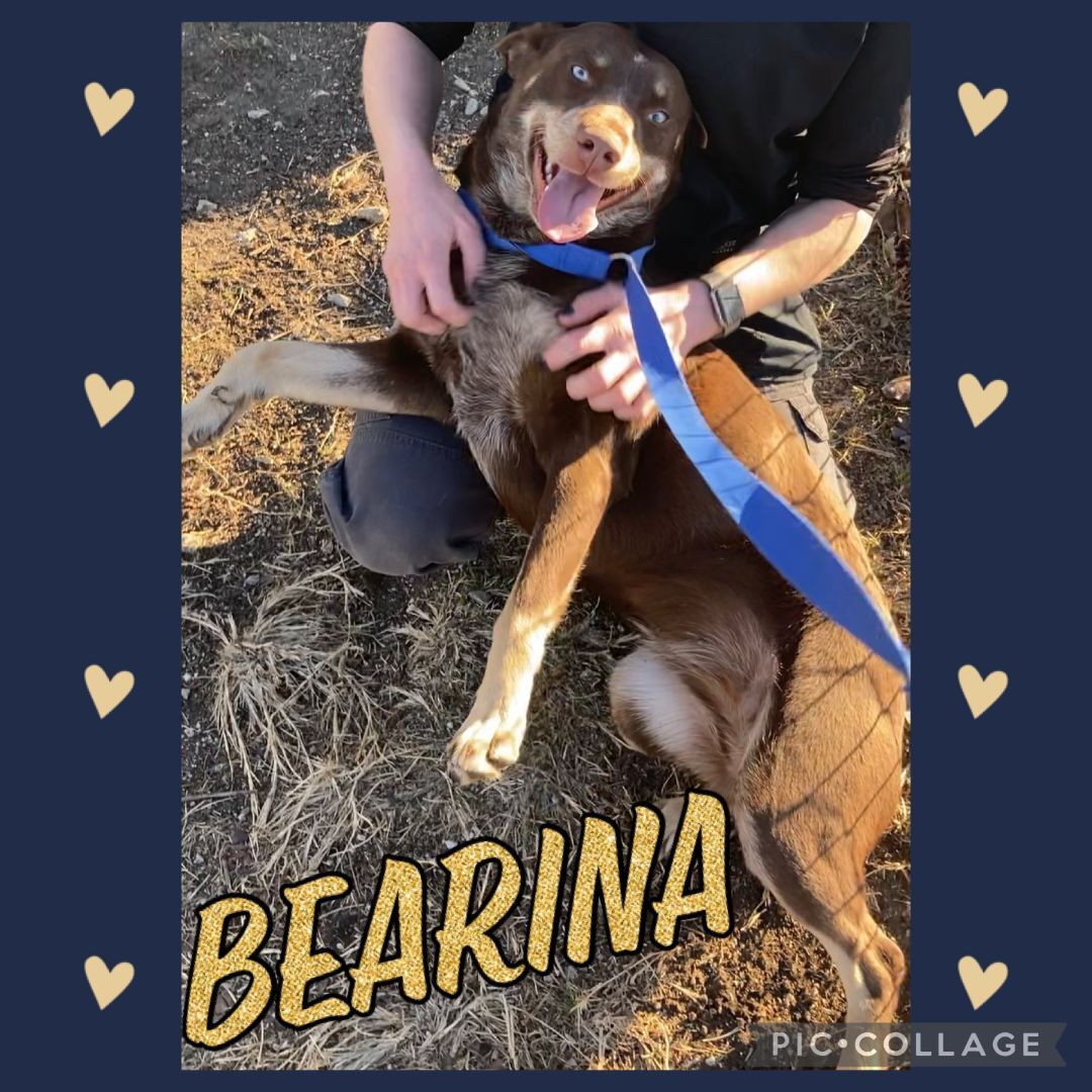 Bearina