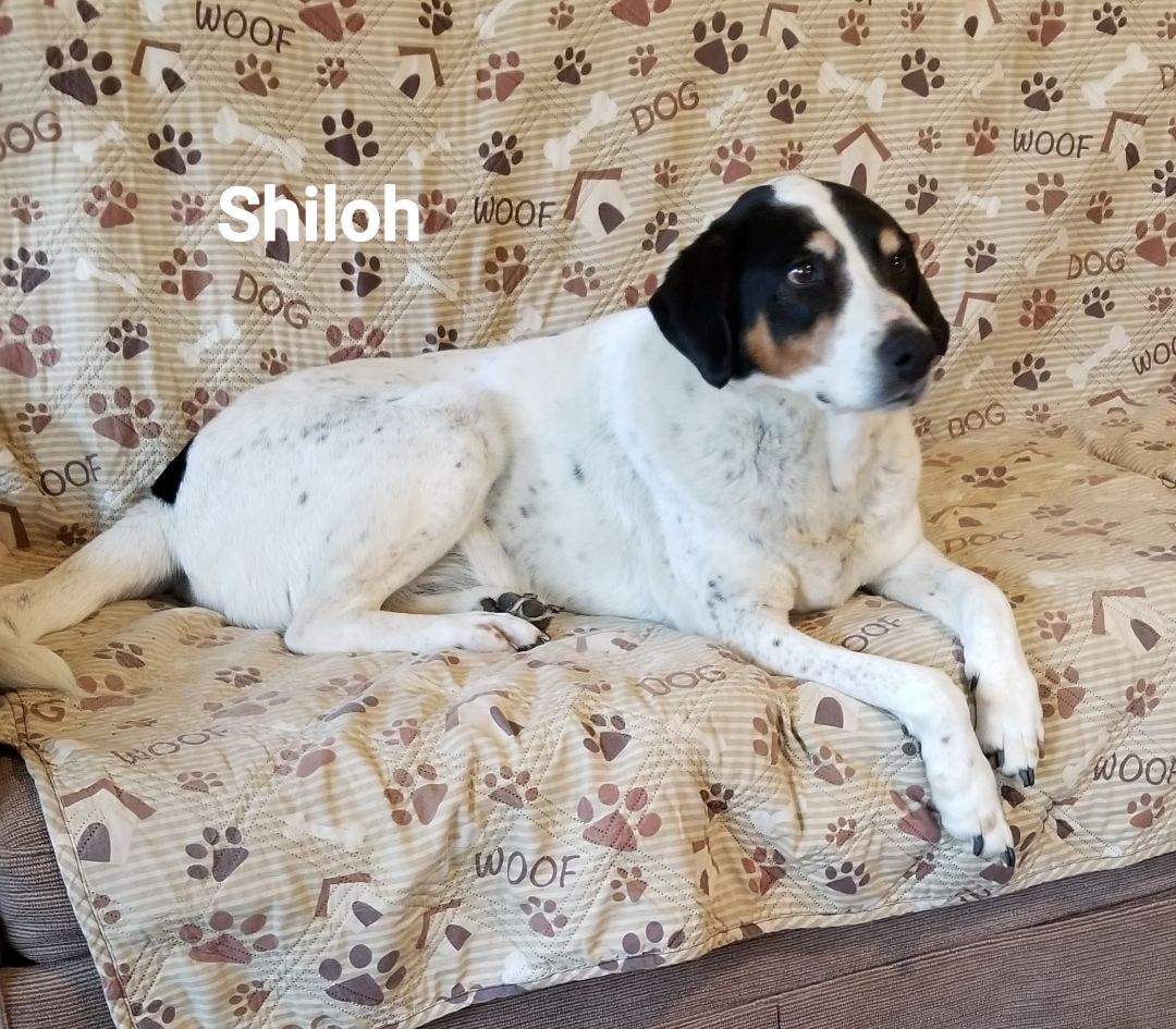 Shiloh