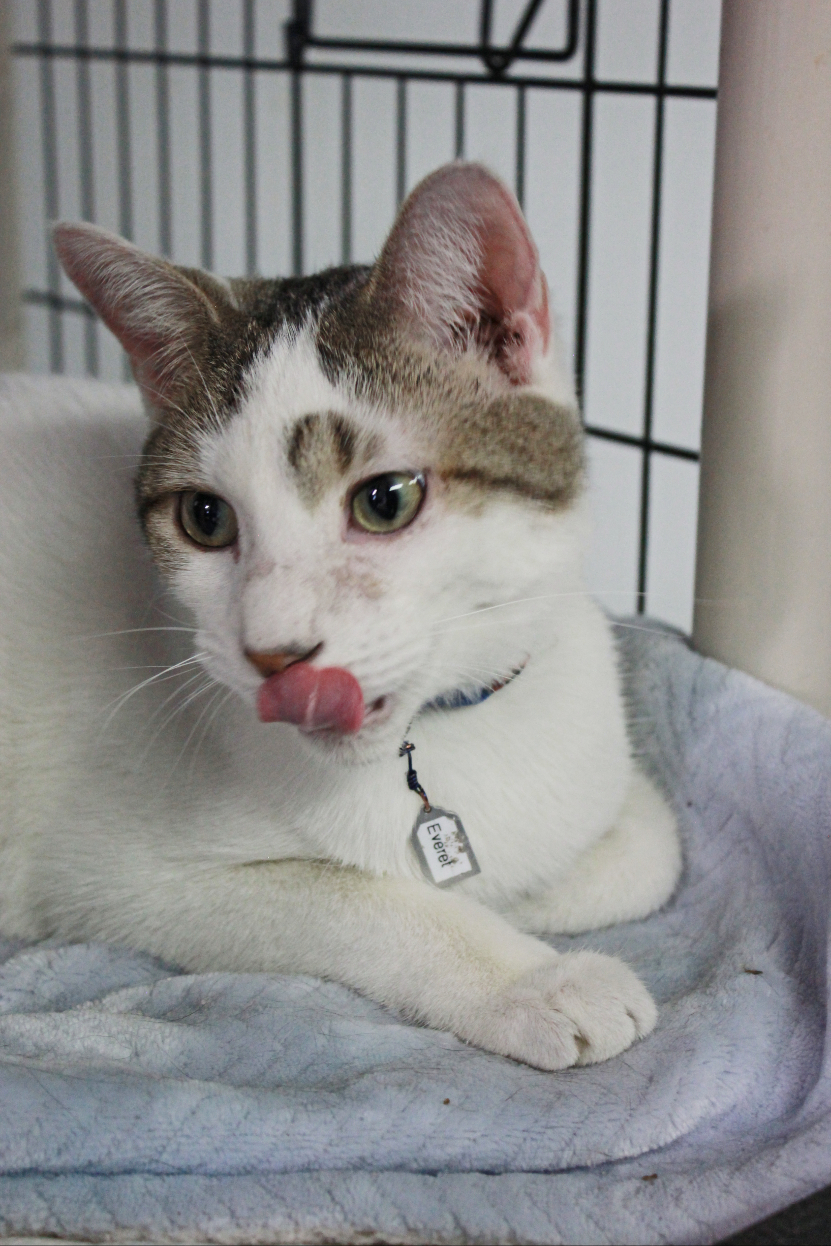 Everett, an adoptable Domestic Short Hair in New Richmond, WI, 54017 | Photo Image 1