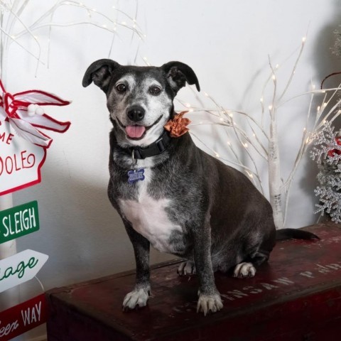 Amora Laqueta, an adoptable Labrador Retriever, Dachshund in Allen, TX, 75013 | Photo Image 1