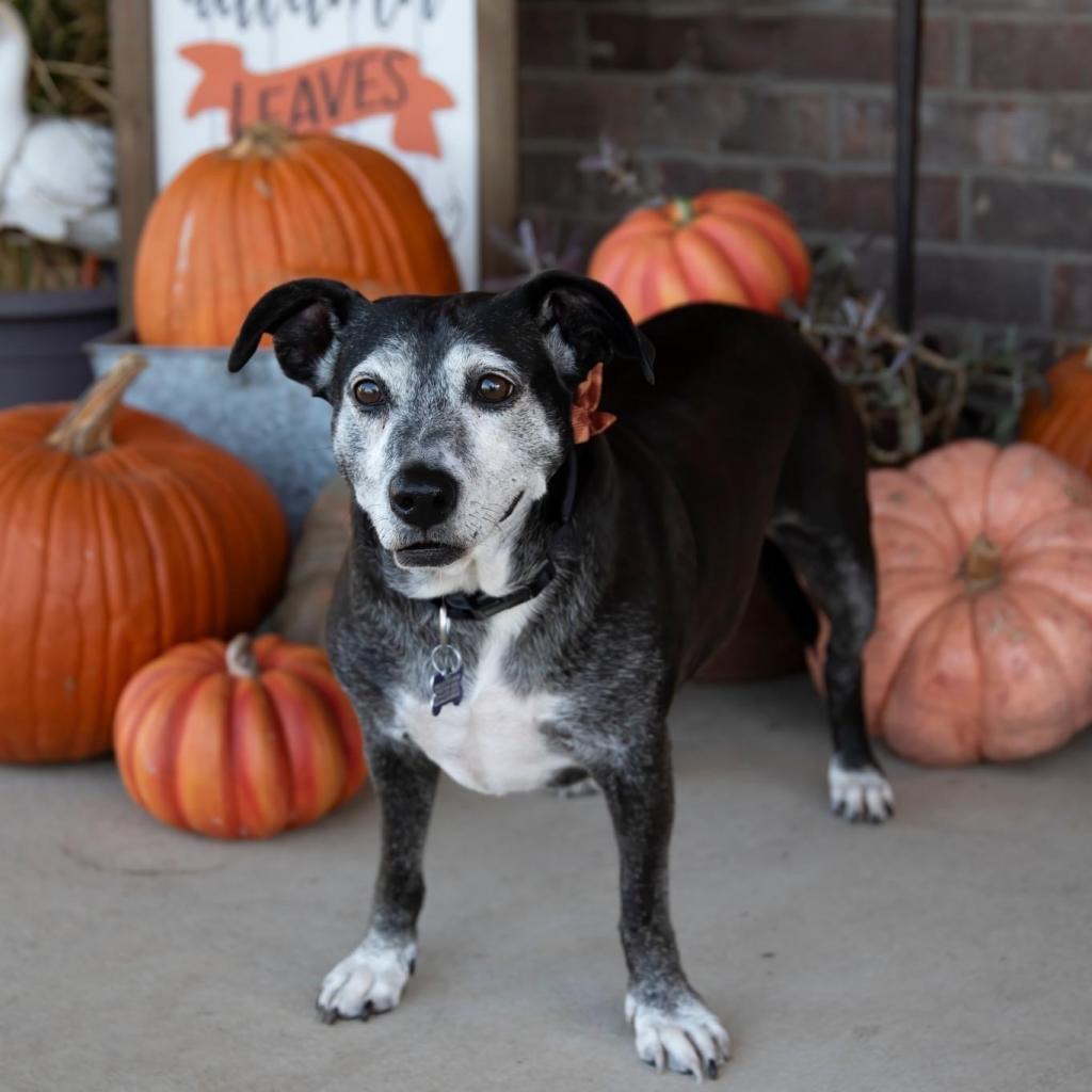 Amora Laqueta, an adoptable Labrador Retriever, Dachshund in Allen, TX, 75013 | Photo Image 3