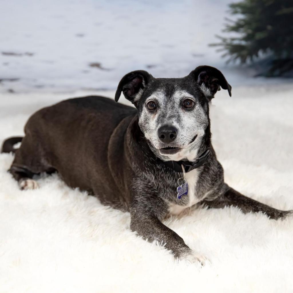 Amora Laqueta, an adoptable Labrador Retriever, Dachshund in Allen, TX, 75013 | Photo Image 4