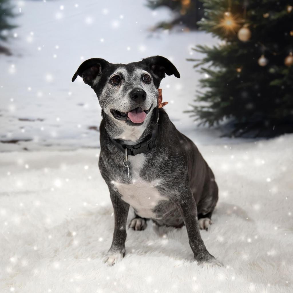 Amora Laqueta, an adoptable Labrador Retriever, Dachshund in Allen, TX, 75013 | Photo Image 5