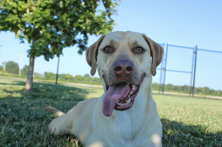 Banjo, an adoptable Black Mouth Cur in Rushville, IL_image-1