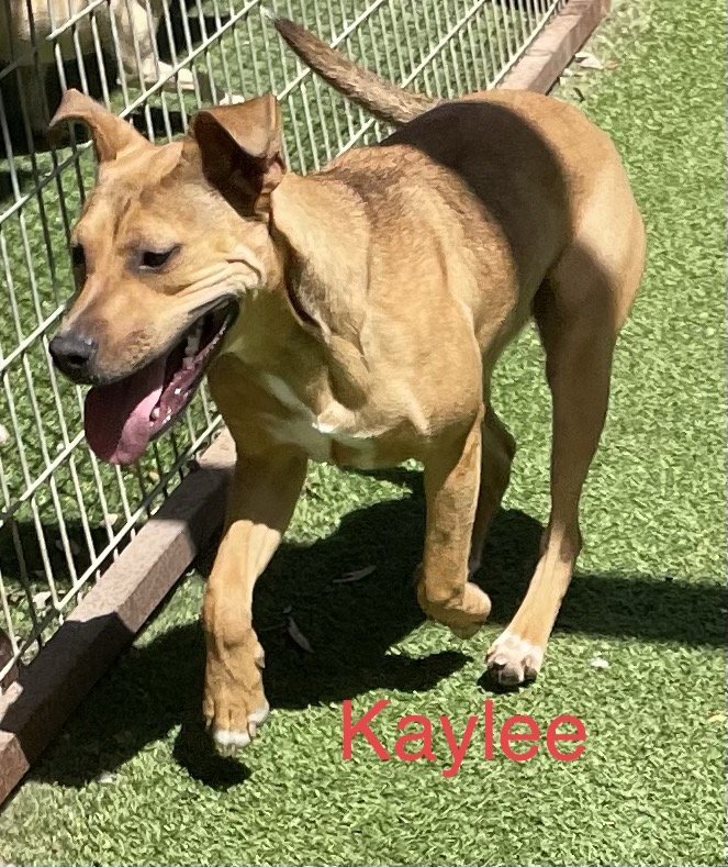 Kaylee, an adoptable Terrier in Pipe Creek, TX, 78063 | Photo Image 1