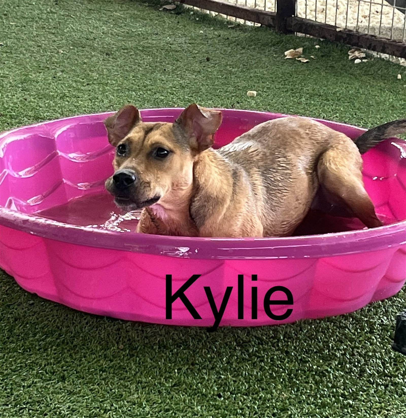 Kaylee, an adoptable Terrier in Pipe Creek, TX, 78063 | Photo Image 2