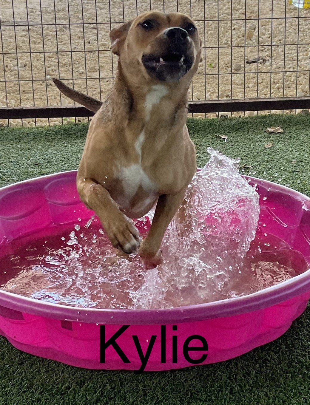 Kaylee, an adoptable Terrier in Pipe Creek, TX, 78063 | Photo Image 3